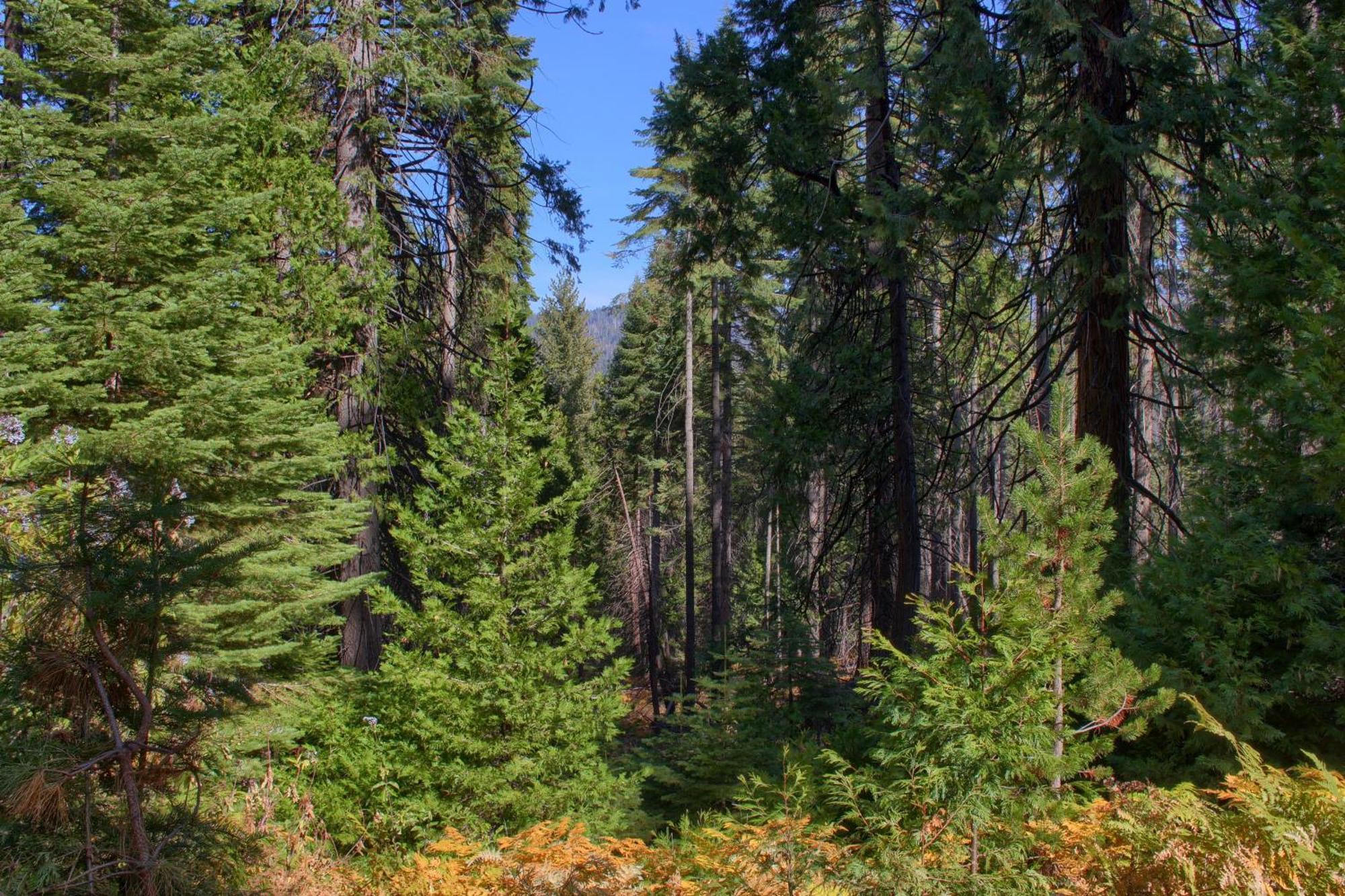 Aspen House In Fish Camp- 2 Miles From Yosemite'S South Entrance Villa Buitenkant foto